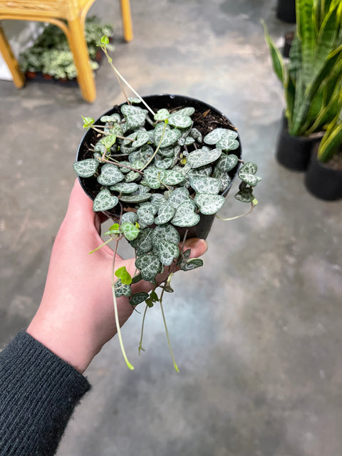 Ceropegia String of Hearts