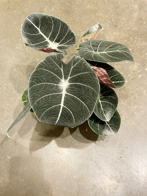 Alocasia Black Velvet