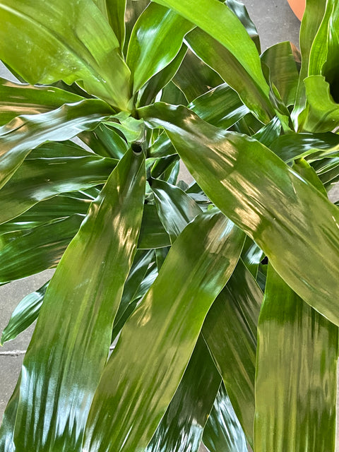 dracaena janet Dracaena Janet Craig Compacta – Jungle & Loom