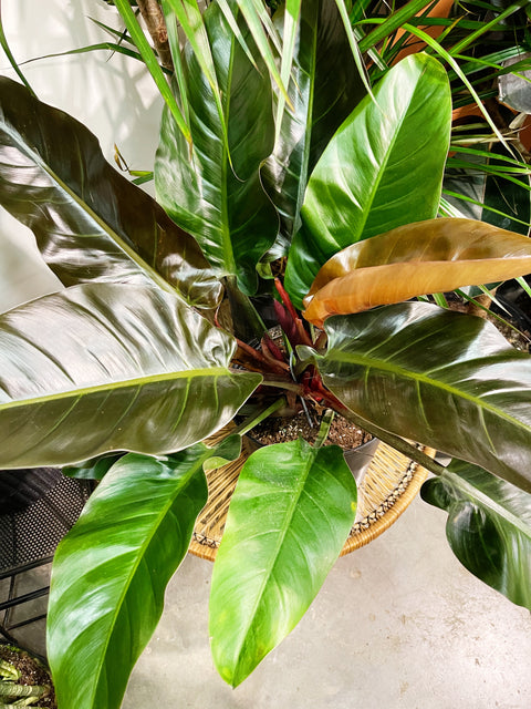 Philodendron Red Congo