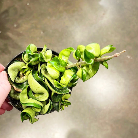 Hoya Compacta