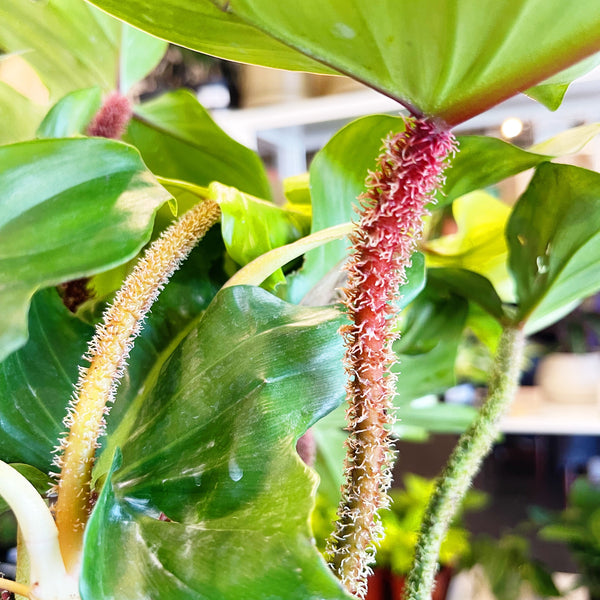 Philodendron Squamiferum – Jungle & Loom