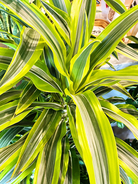 dracaena goldstar Dracaena Gold Star Cane – Jungle & Loom
