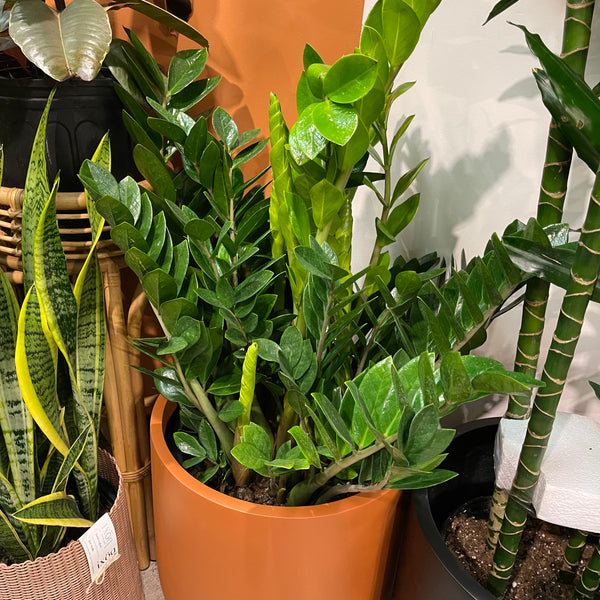 easyplant zz plant ZZ Plant – Jungle & Loom
