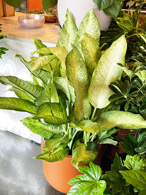 dieffenbachia camouflage pp 12275 Dieffenbachia Camouflage