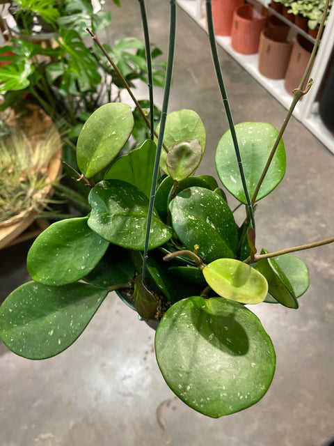 Hoya Obovata