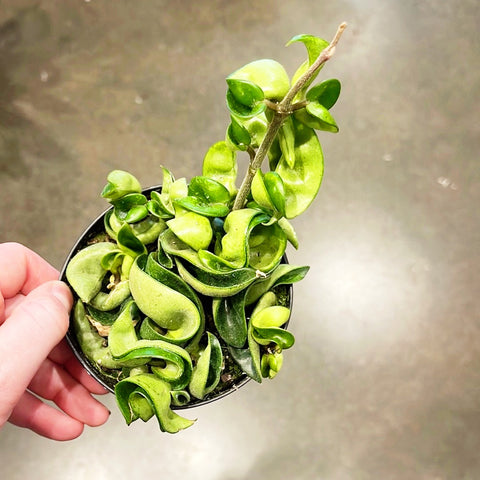 Hoya Compacta