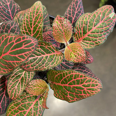 Fittonia