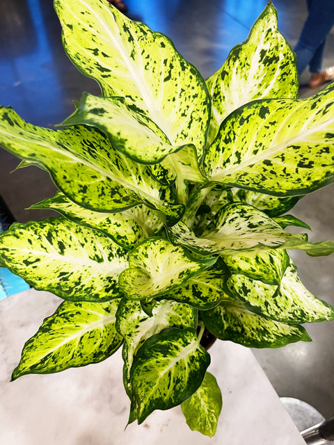Dieffenbachia Amy