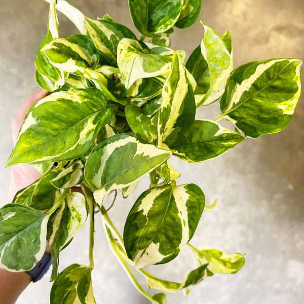 pearls and jade plant Pothos Pearls and Jade – Jungle & Loom