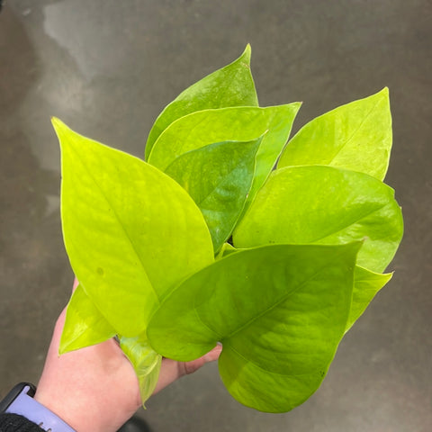 Pothos Neon