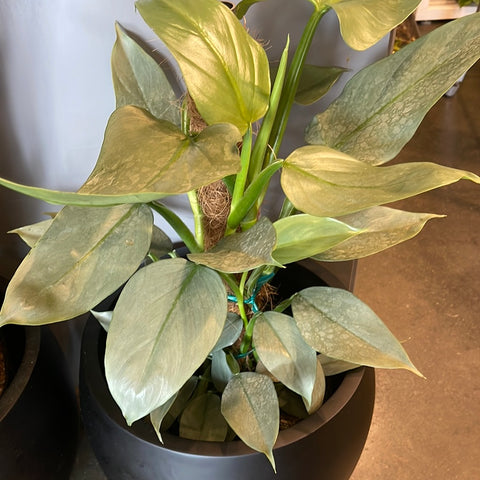 philodendron silver sword totem Philodendron Silver Sword Totem