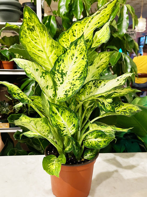 Dieffenbachia Amy