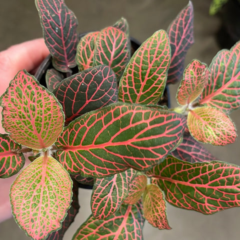 Fittonia