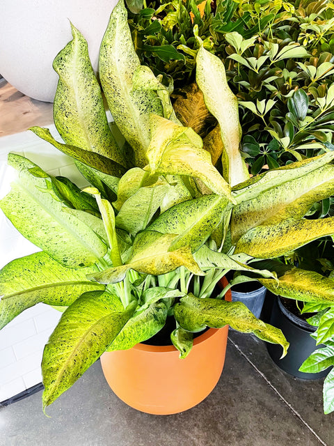 dieffenbachia ctas Dieffenbachia Camouflage – Jungle & Loom