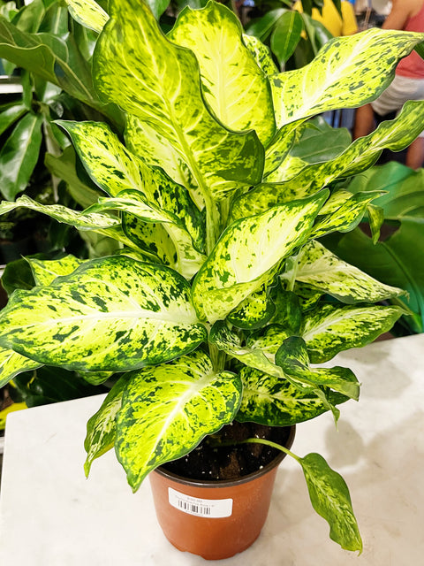 Dieffenbachia Amy