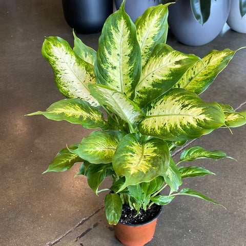 Dieffenbachia Camile