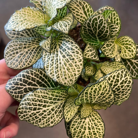 Fittonia