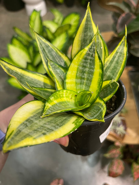 Sansevaria Hahnii Lotus