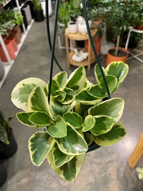 Peperomia Marble