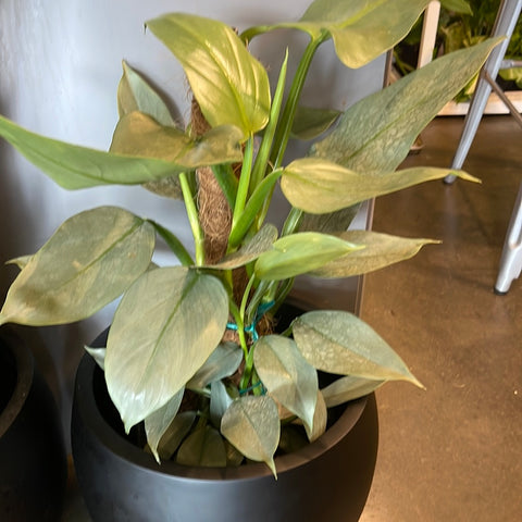 philodendron silver sword buy Philodendron Silver Sword Totem – Jungle & Loom