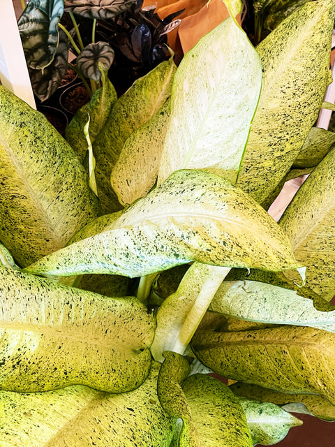 dieffenbachia camouflage pp 12275 Dieffenbachia Camouflage – Jungle & Loom