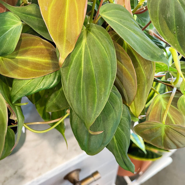 giant philodendron micans Philodendron Mican – Jungle & Loom