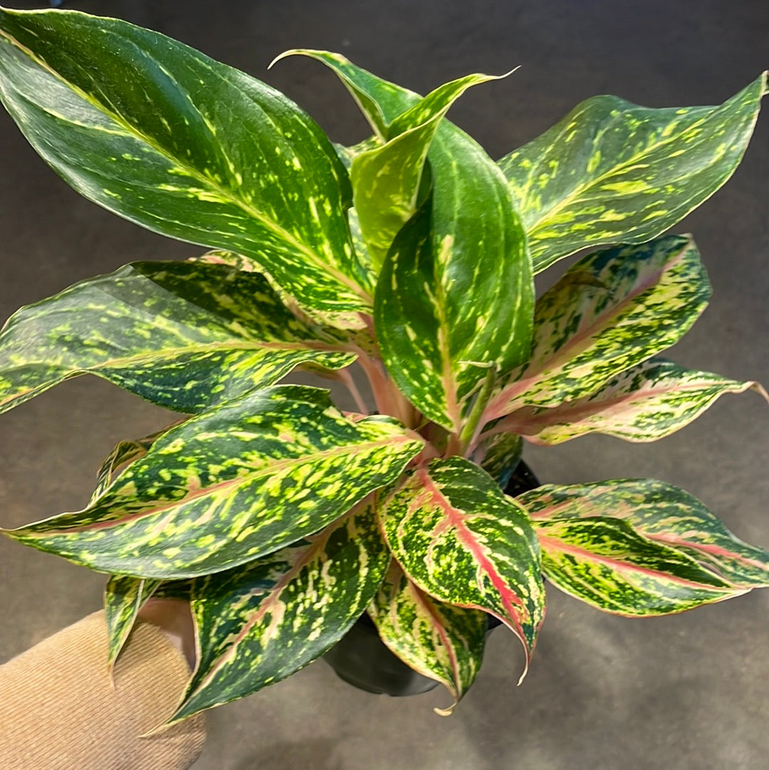 Aglaonema Sparkling Sarah