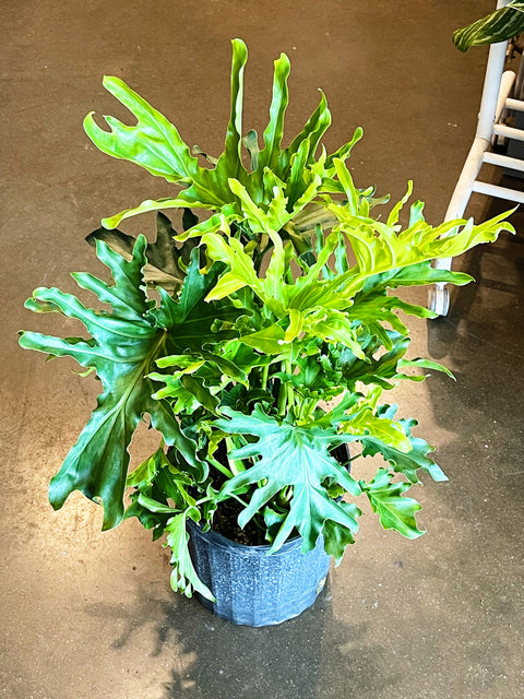 Philodendron Selloum