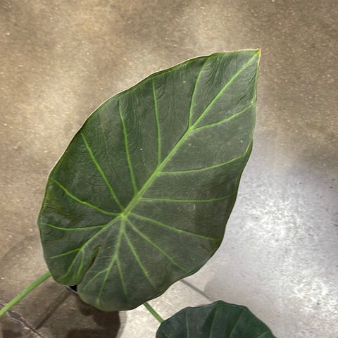 Alocasia Regal Shield