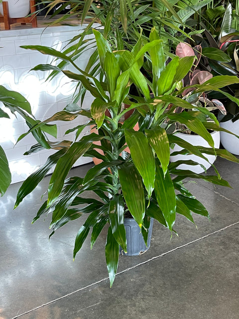 dracaena compacta janet craig Dracaena Janet Craig Compacta – Jungle & Loom