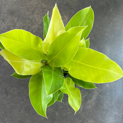 philodendron lemon lime vs moonlight Philodendron Moonlight – Jungle & Loom