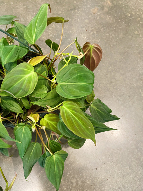 Philodendron Mican