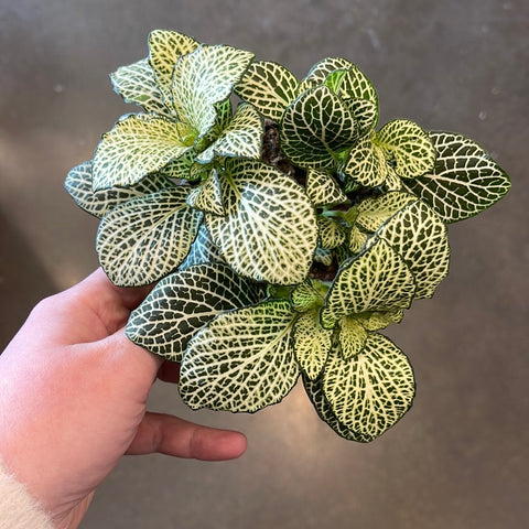 Fittonia